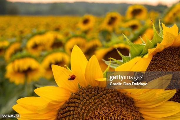 ladybugsunflower - spreading mayo stock pictures, royalty-free photos & images