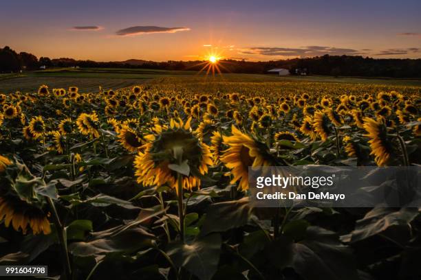 sunset on the sunflowers - spreading mayo stock pictures, royalty-free photos & images