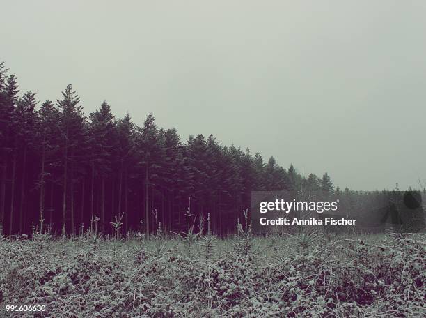 tall pine trees - annika stock pictures, royalty-free photos & images