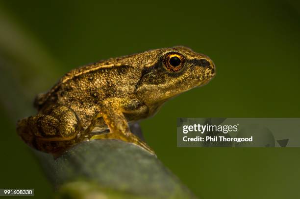 golden frog - golden frog stock pictures, royalty-free photos & images