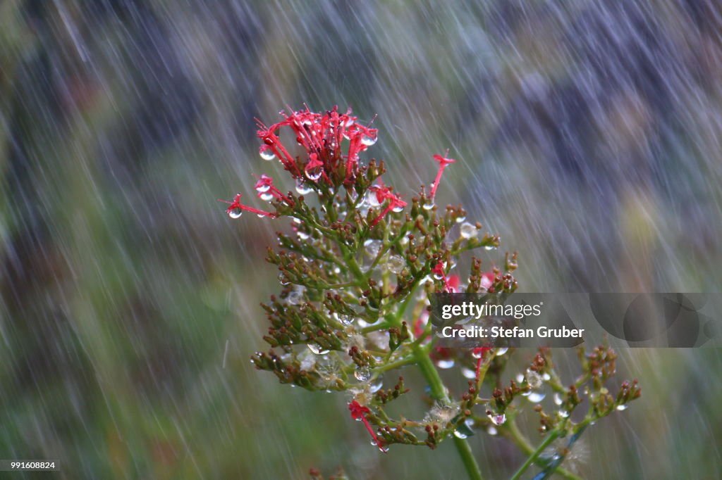 Another Flower in the Rain