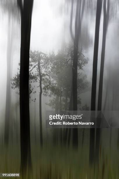 bajo la niebla - niebla 個照片及圖片檔