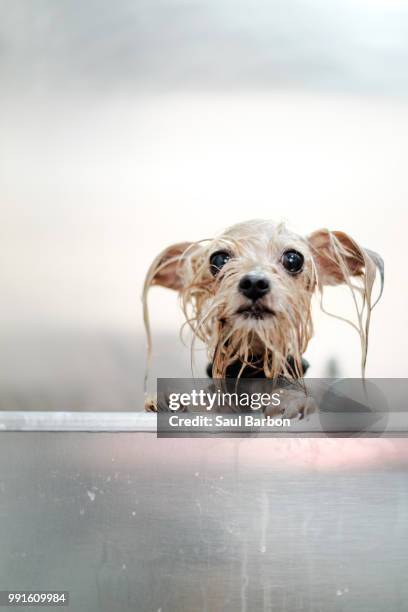 dunji's bath - dog bath stock pictures, royalty-free photos & images