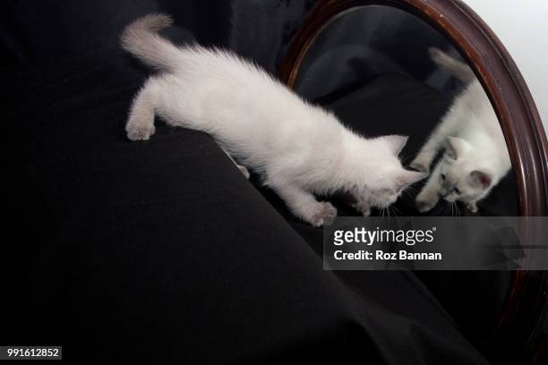 beautiful ragdoll kittens playing - great dividing range stock pictures, royalty-free photos & images