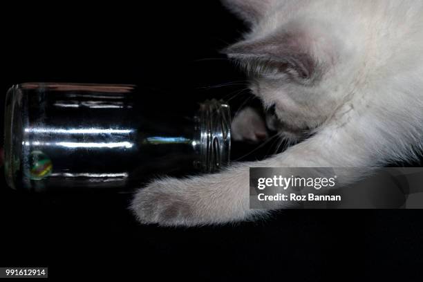 beautiful ragdoll kittens playing - great dividing range stock-fotos und bilder