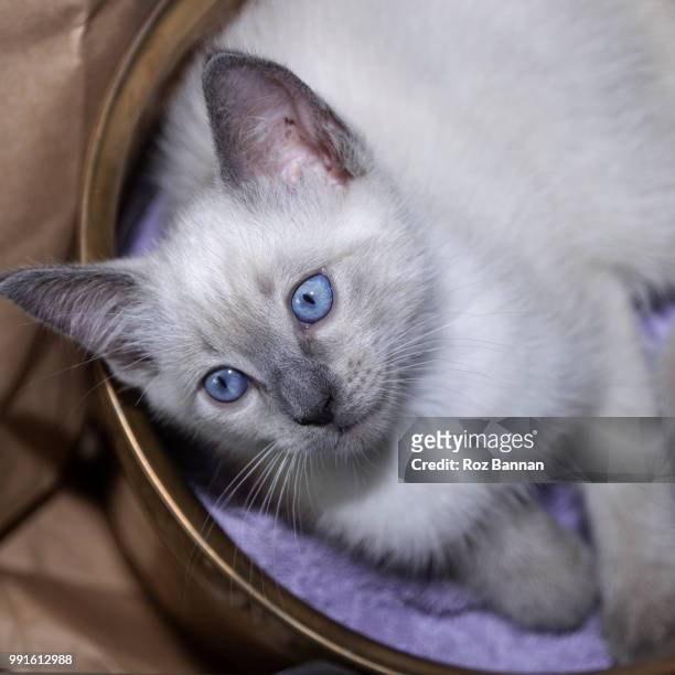 beautiful ragdoll kittens playing - great dividing range stock pictures, royalty-free photos & images