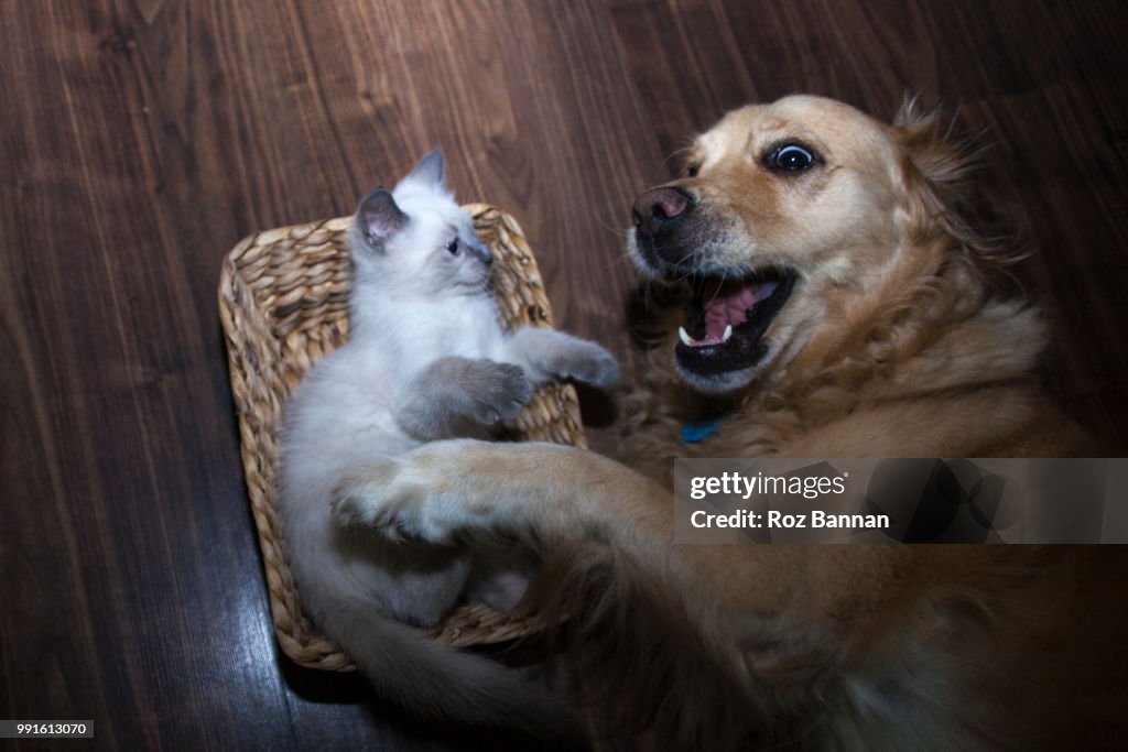 3 leg Golden Retriever with her little friendly ragdoll cat
