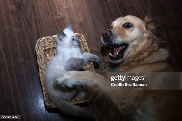 3 leg golden retriever with her little friendly ragdoll cat - great dividing range stock pictures, royalty-free photos & images