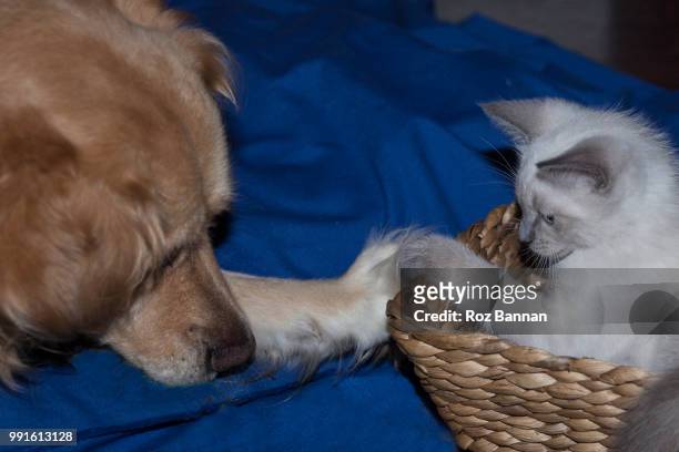3 leg golden retriever with her little friendly ragdoll cat - great dividing range stock pictures, royalty-free photos & images