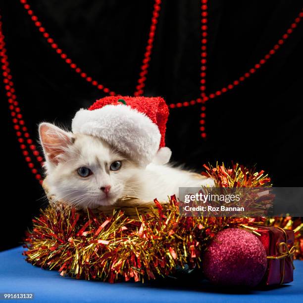 beautiful ragdoll kittens playing - christmas kittens 個照片及圖片檔