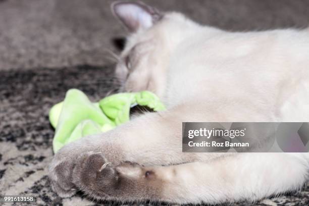 beautiful ragdoll kittens playing - great dividing range stock pictures, royalty-free photos & images