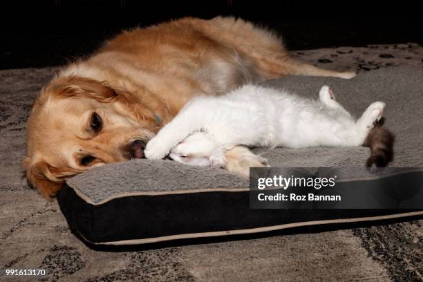 3 leg golden retriever with her little friendly ragdoll cat - great dividing range stock pictures, royalty-free photos & images