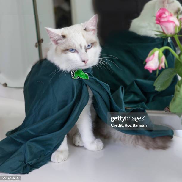 beautiful ragdoll kittens playing - glass house mountains - fotografias e filmes do acervo