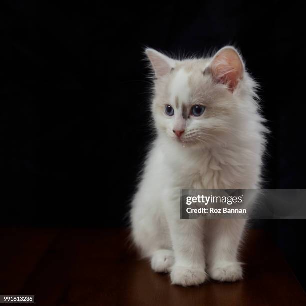 beautiful ragdoll kittens playing - great dividing range stock-fotos und bilder