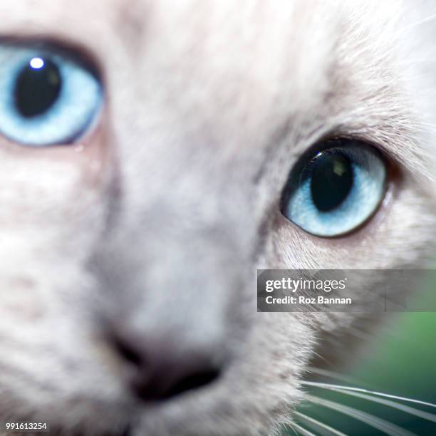 beautiful ragdoll kittens playing - great dividing range stock-fotos und bilder