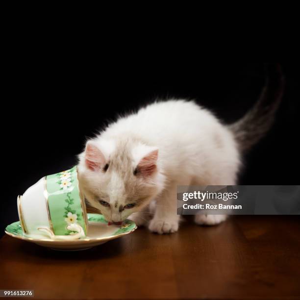 beautiful ragdoll kittens playing - great dividing range stock-fotos und bilder