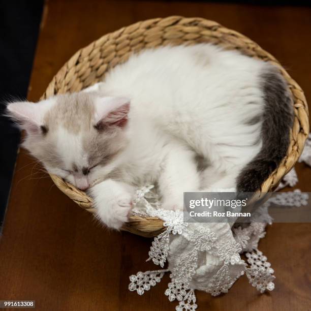 beautiful ragdoll kittens playing - great dividing range stock-fotos und bilder