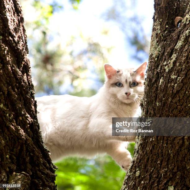 beautiful ragdoll kittens playing - great dividing range stock pictures, royalty-free photos & images