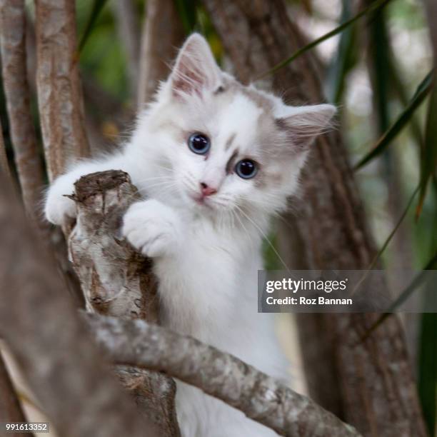 beautiful ragdoll kittens playing - great dividing range stock-fotos und bilder