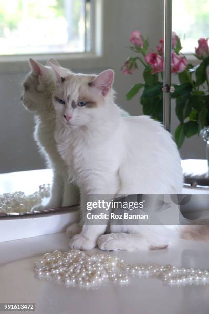 beautiful ragdoll kittens playing - great dividing range stock pictures, royalty-free photos & images