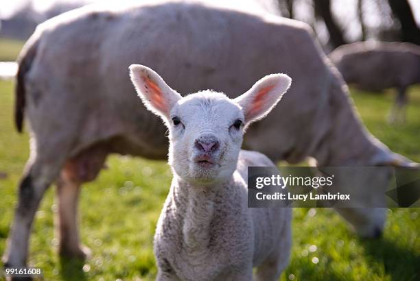 lamb and mother sheep - lucy lambriex fotografías e imágenes de stock