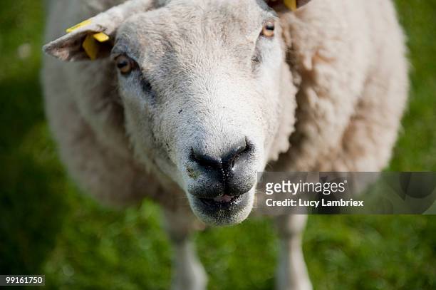 old lady sheep - lucy lambriex fotografías e imágenes de stock