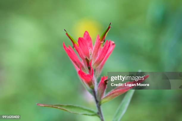 shrine pass wildflowers - logan pass stock-fotos und bilder