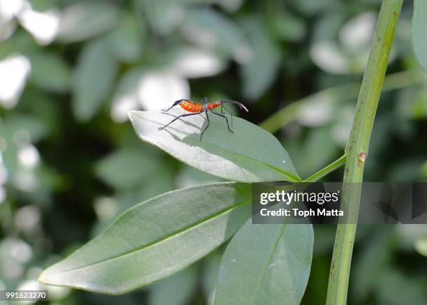 824 Cool Insects Stock Photos, High-Res Pictures, and Images - Getty Images