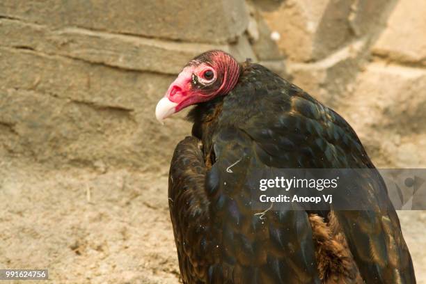 turkey vulture - turkey vulture stock pictures, royalty-free photos & images