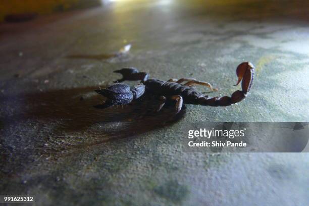 scorpio - skorpion stock-fotos und bilder