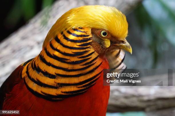 golden bird - pheasant bird stock-fotos und bilder