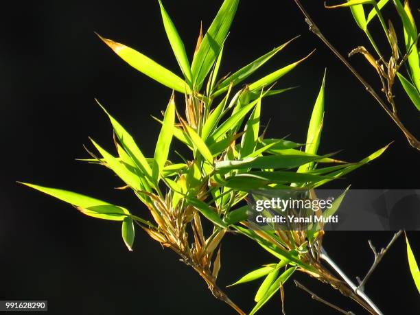 bamboo - arrowwood 個照片及圖片檔