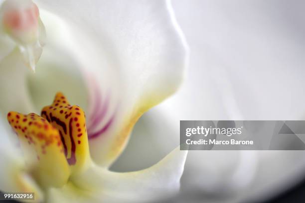 orchidea - orchidea ストックフォトと画像