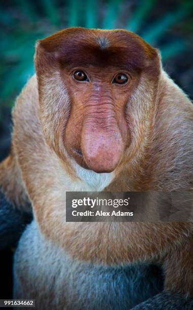 proboscis monkey - proboscis stock pictures, royalty-free photos & images