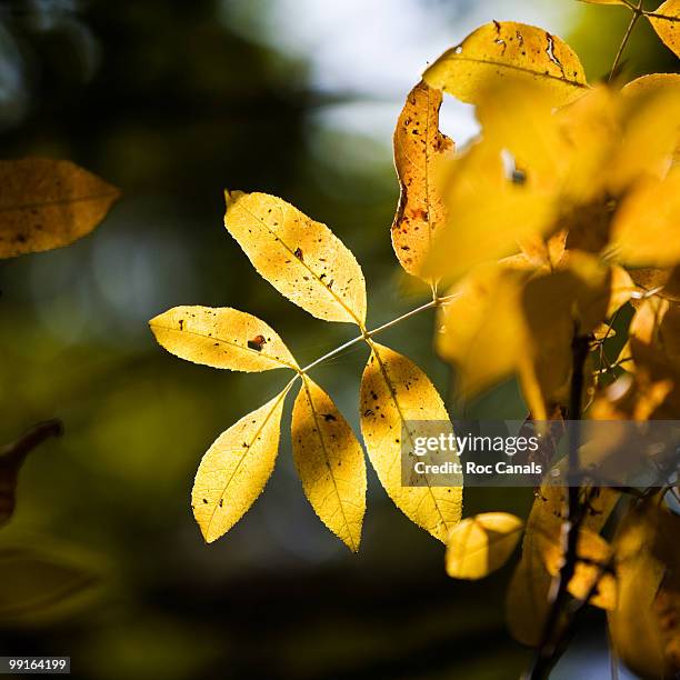 close up of hojas - hojas stockfoto's en -beelden