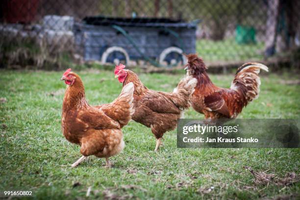 hens and a rooster - kraus stock pictures, royalty-free photos & images