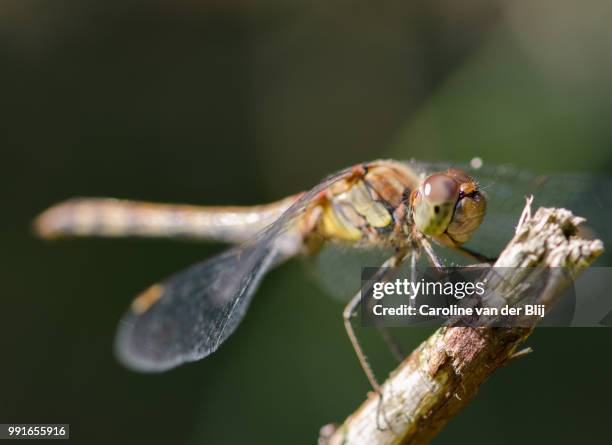 dragonfly - blij stock pictures, royalty-free photos & images