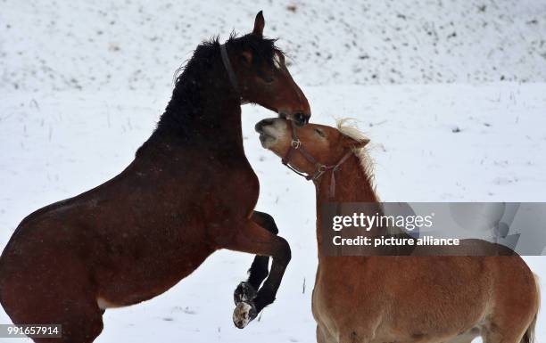 Horses frolicking in a snow-covered paddock near Pfronten, Germany, 19 November 2017. Photo: Karl-Josef Hildenbrand/dpa