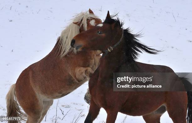 Horses frolicking in a snow-covered paddock near Pfronten, Germany, 19 November 2017. Photo: Karl-Josef Hildenbrand/dpa