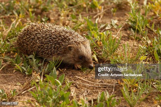 hedgehog - insectívoro fotografías e imágenes de stock