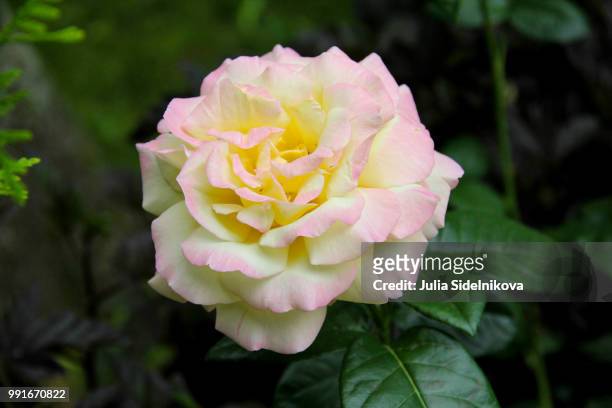 pink rose - julia rose - fotografias e filmes do acervo