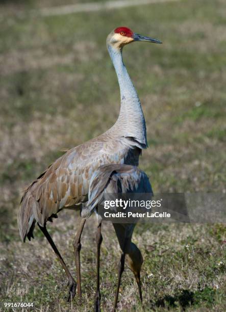 sand hill cranes merritt island - celle bildbanksfoton och bilder