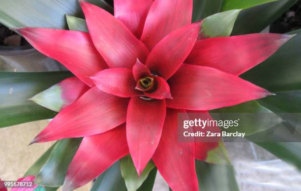 bloom - bromeliaceae 個照片及圖片檔