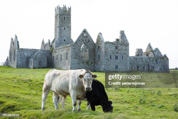 ross errilly friary and cattle - friary stock pictures, royalty-free photos & images