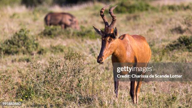 addo elephant national park - red harte-beest - hartebeest stock pictures, royalty-free photos & images
