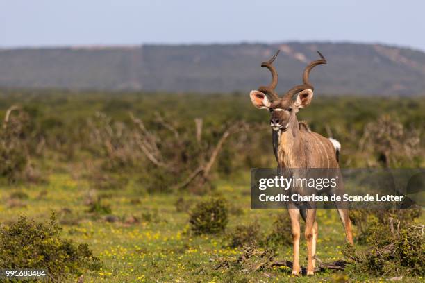 addo elephant national park - kudu standing - greater kudu stock pictures, royalty-free photos & images