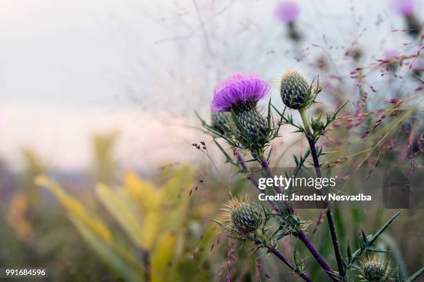 beauty of thistle - thistle stock pictures, royalty-free photos & images