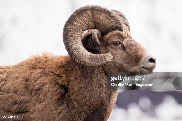mountain majesty - ram stock pictures, royalty-free photos & images