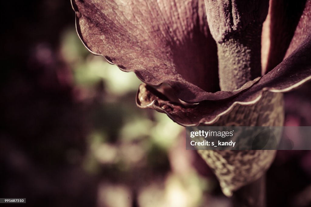 Amorphophallus konjac (Konjac Voodoo Lily)