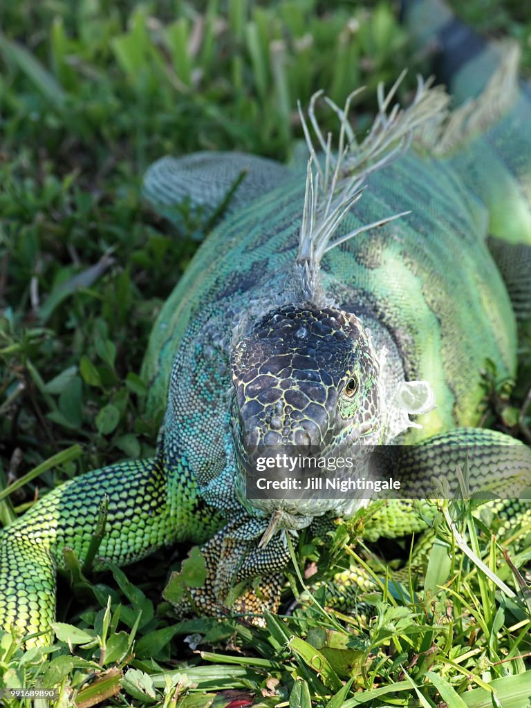 Molting Green Iguana in Grass